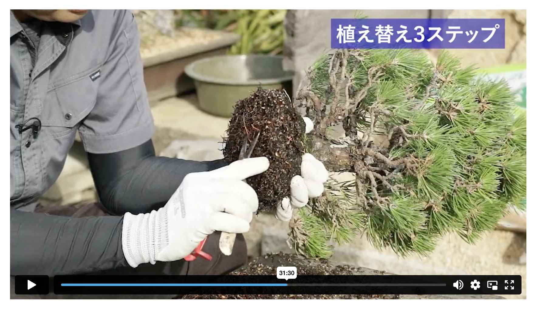 有料動画